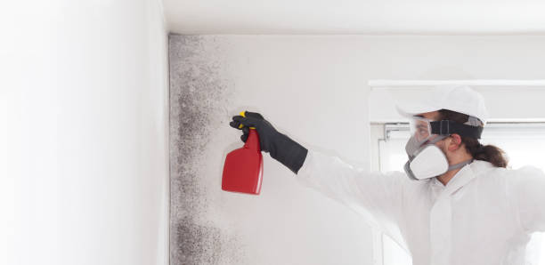Best Mold Cleaning Services  in Green Cove Springs, FL