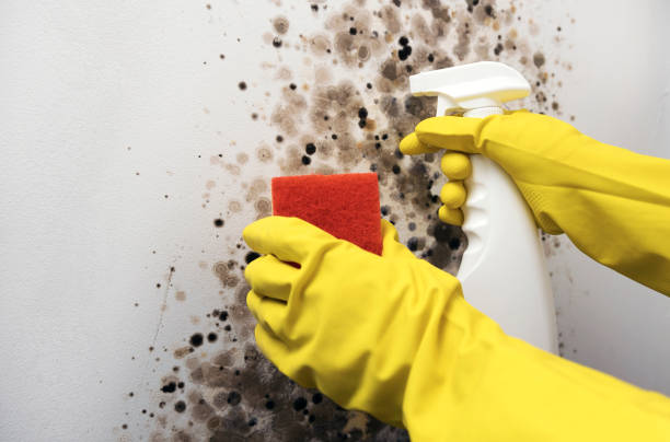 Best Same-Day Mold Removal  in Green Cove Springs, FL